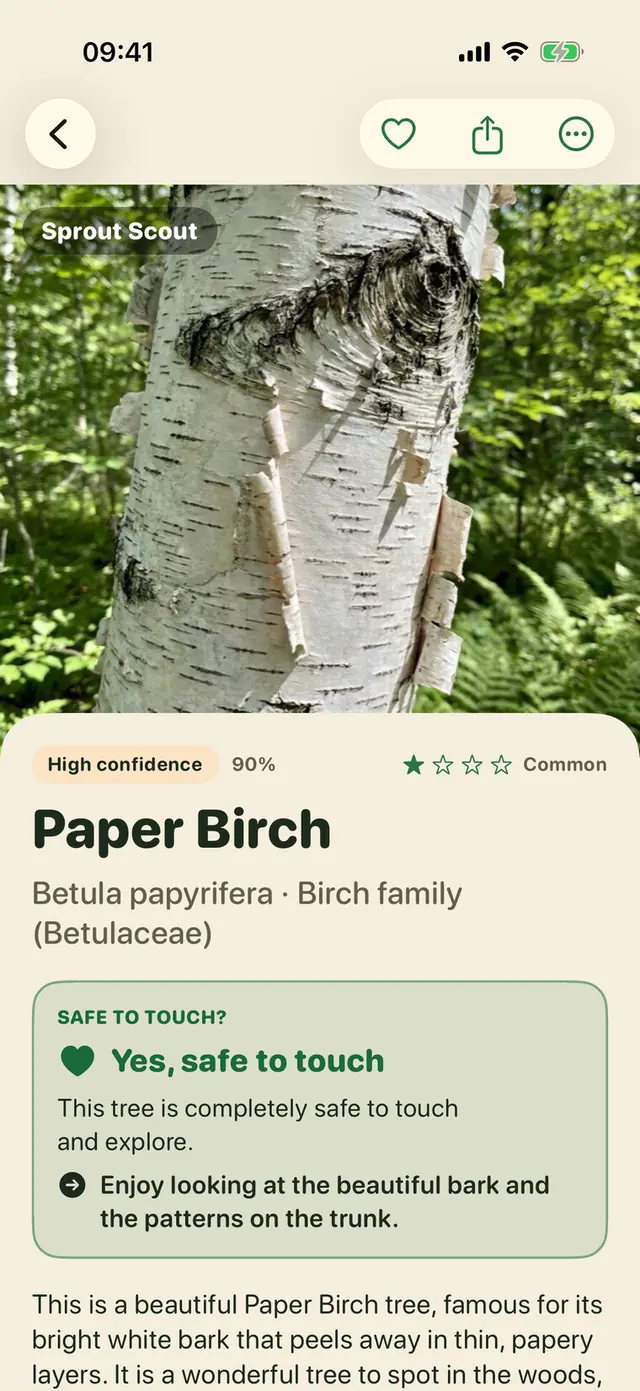 Sprout Scout app screen: A Paper Birch, identified from its bark