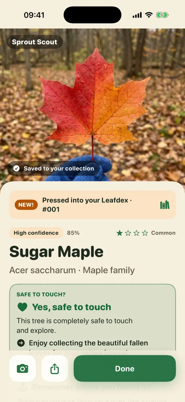 Sprout Scout app screen: A Sugar Maple leaf: yes, safe to touch